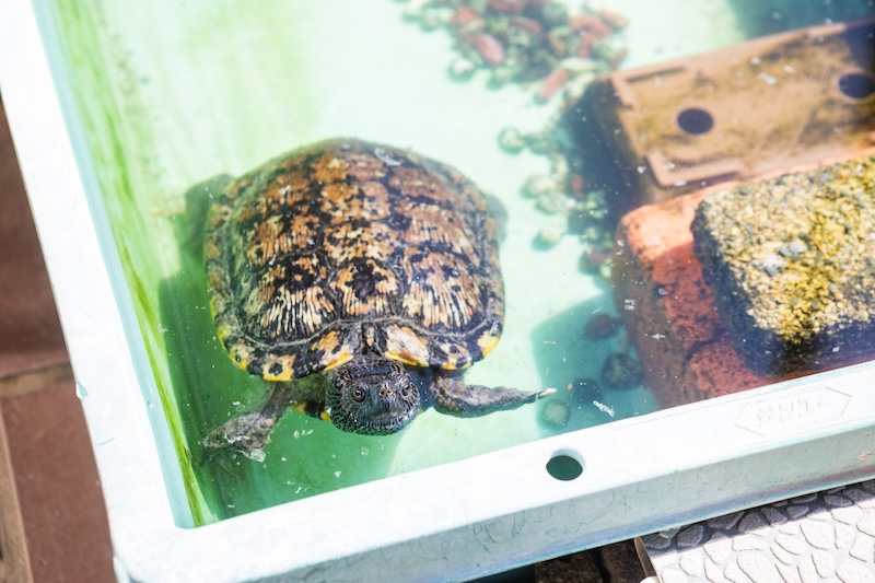 子どもたちの人気者のカメさん
